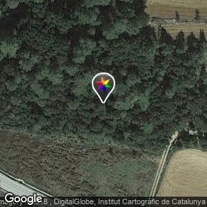Bosque