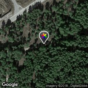 Los pinos