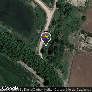 Bosque verde