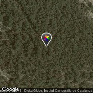 Bosquecillo de pinos