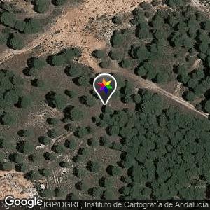 Forest near Plastic Dump Site