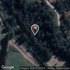 Bosque de Eucaliptos