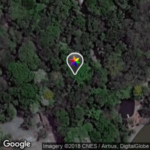 Bosque dos Buritis