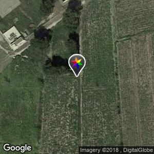 Zona de pinos