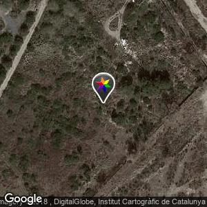 Bosque tras la playa La Pineda, pegando a Tarragona